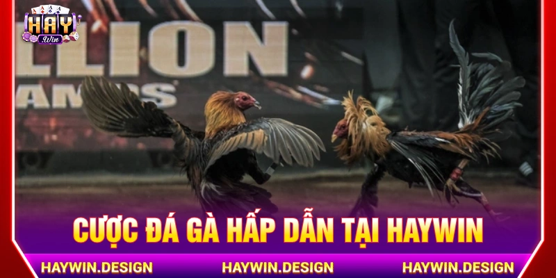 Đá gà trực tuyến HAYWIN với những trận đấu nảy lửa 